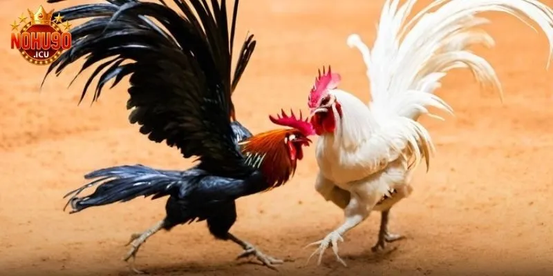 Đá Gà Thomo Là Gì? Cách Tham Gia Hiệu Quả Tại Nohu90