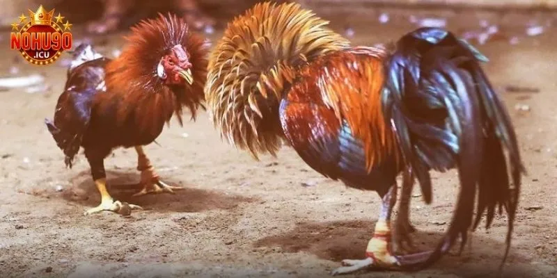 Đá gà trực tiếp C5 là gì? Cách chơi và mẹo cược hiệu quả