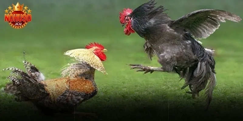 Đá gà trực tiếp C5 là gì? Cách chơi và mẹo cược hiệu quả Luật chơi đá gà trực tiếp C5